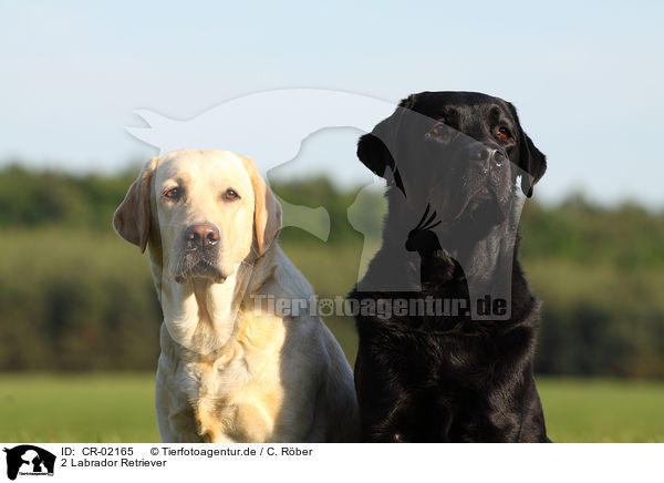 2 Labrador Retriever / 2 Labrador Retrievers / CR-02165
