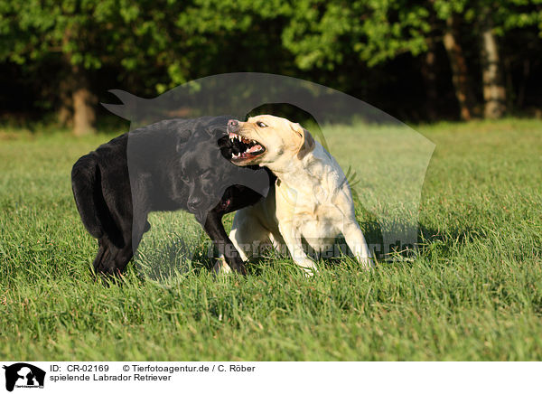 spielende Labrador Retriever / playing Labrador Retriever / CR-02169