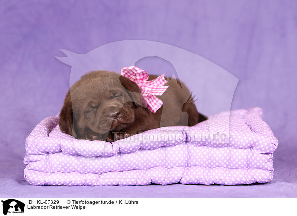 Labrador Retriever Welpe / KL-07329