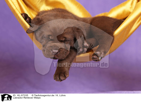 Labrador Retriever Welpe / KL-07335