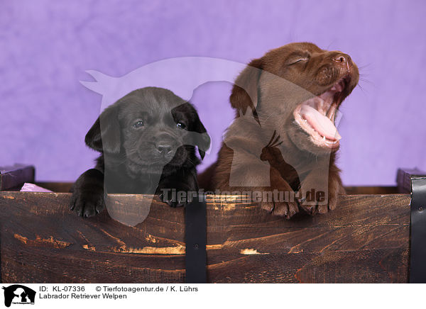 Labrador Retriever Welpen / Labrador Retriever Puppies / KL-07336