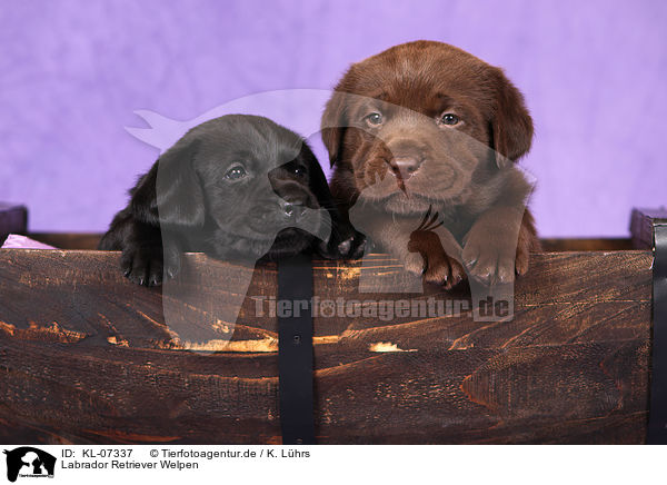 Labrador Retriever Welpen / Labrador Retriever Puppies / KL-07337