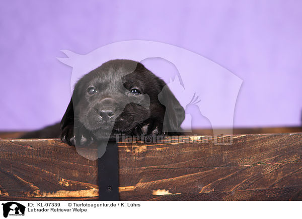 Labrador Retriever Welpe / KL-07339