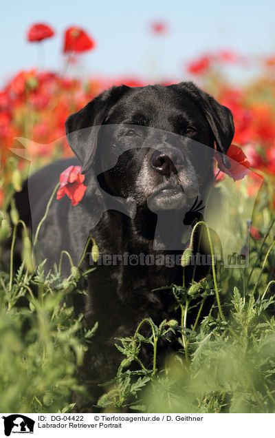 Labrador Retriever Portrait / DG-04422