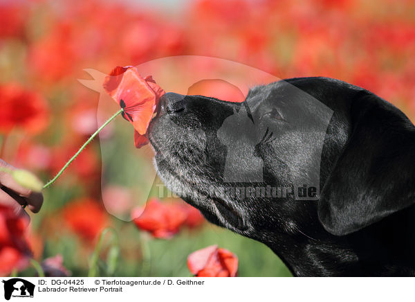 Labrador Retriever Portrait / DG-04425