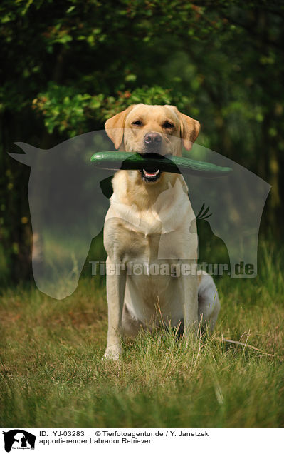 apportierender Labrador Retriever / YJ-03283