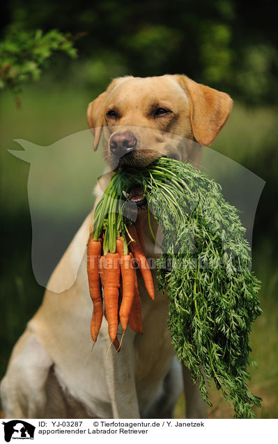 apportierender Labrador Retriever / retrieving Labrador Retriever / YJ-03287