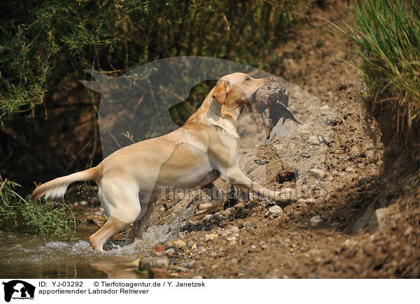 apportierender Labrador Retriever / retrieving Labrador Retriever / YJ-03292