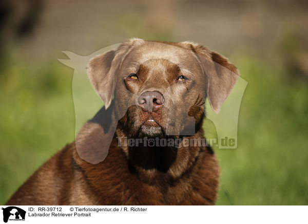 Labrador Retriever Portrait / Labrador Retriever Portrait / RR-39712
