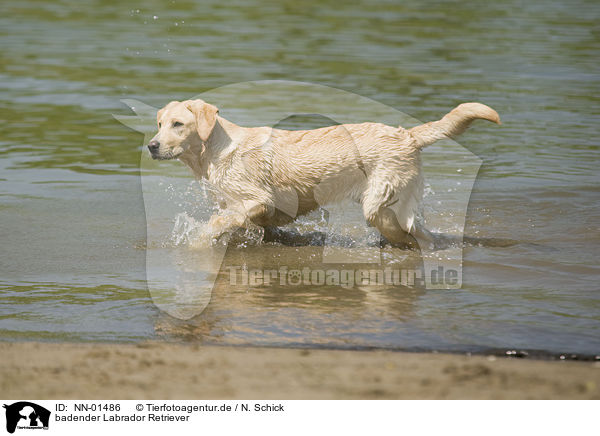 badender Labrador Retriever / bathing Labrador Retriever / NN-01486