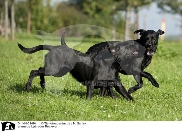 rennnede Labrador Retriever / NN-01494