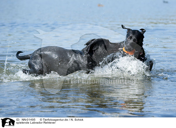 spielende Labrador Retriever / NN-01495