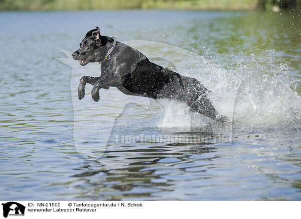 rennender Labrador Retriever / NN-01500