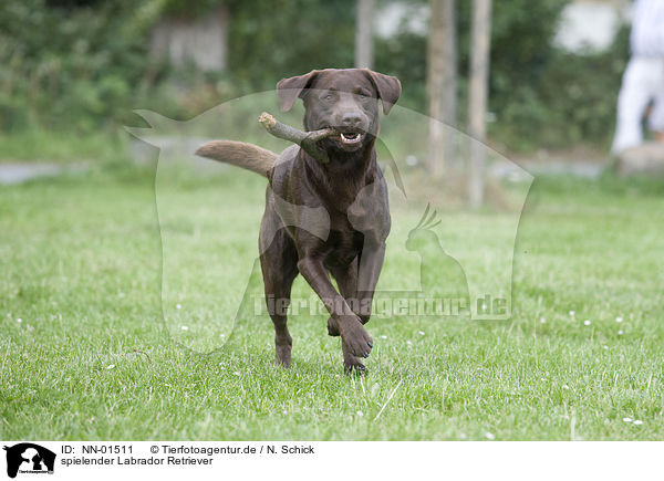 spielender Labrador Retriever / playing Labrador Retriever / NN-01511