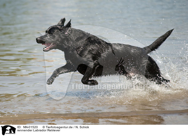 rennender Labrador Retriever / running Labrador Retriever / NN-01520