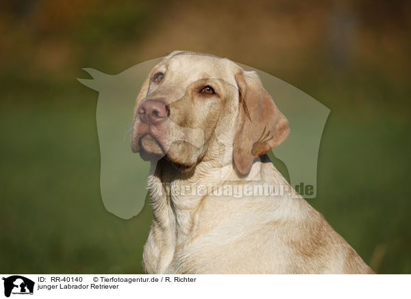 junger Labrador Retriever / young Labrador Retriever / RR-40140