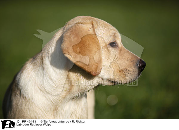 Labrador Retriever Welpe / Labrador Retriever Puppy / RR-40143
