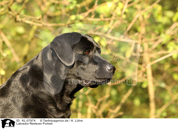 Labrador Retriever Portrait / Labrador Retriever Portrait / KL-07974