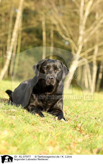 liegender Labrador Retriever / KL-07977
