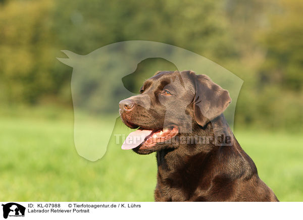 Labrador Retriever Portrait / Labrador Retriever Portrait / KL-07988