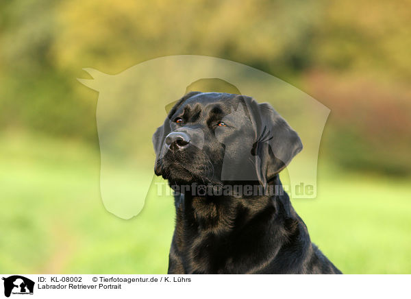 Labrador Retriever Portrait / KL-08002