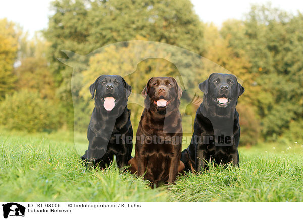 Labrador Retriever / KL-08006