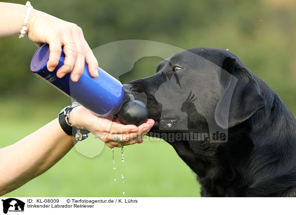 trinkender Labrador Retriever / KL-08009