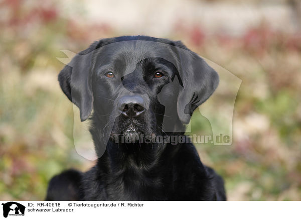 schwarzer Labrador / black Labrador / RR-40618