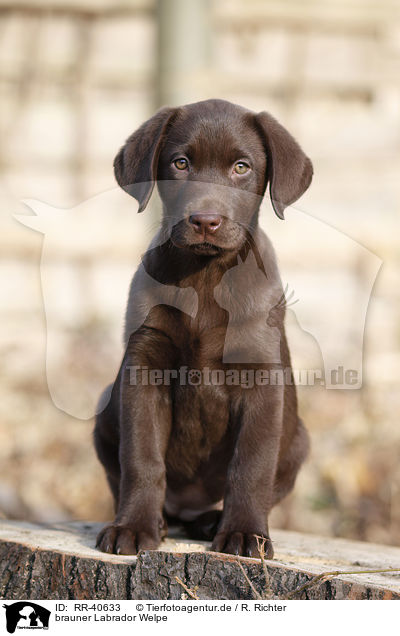 brauner Labrador Welpe / brown Labrador puppy / RR-40633