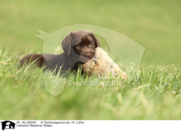 Labrador Retriever Welpe / Labrador Retriever Puppy / KL-08345