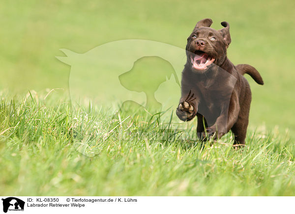 Labrador Retriever Welpe / KL-08350