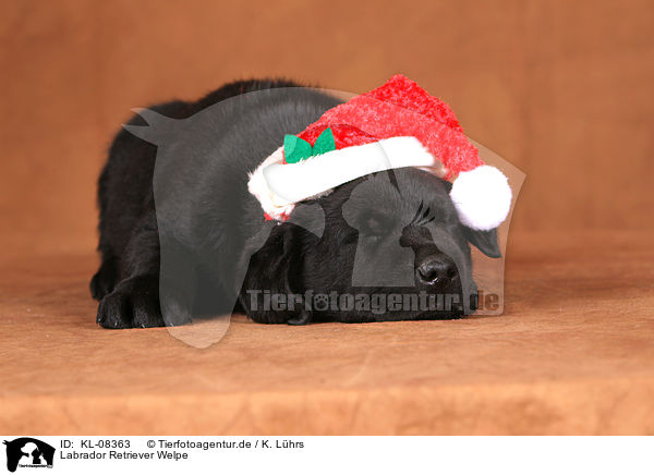 Labrador Retriever Welpe / Labrador Retriever Puppy / KL-08363