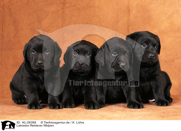 Labrador Retriever Welpen / KL-08368