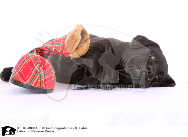 Labrador Retriever Welpe / Labrador Retriever Puppy / KL-08384