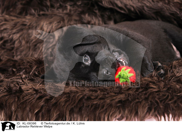 Labrador Retriever Welpe / Labrador Retriever Puppy / KL-08396