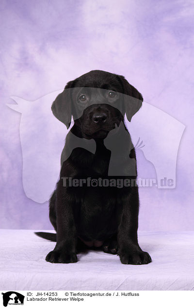 Labrador Retriever Welpe / Labrador Retriever Puppy / JH-14253