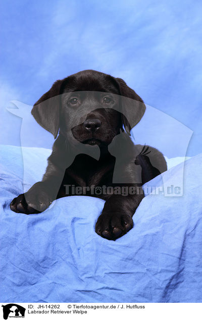 Labrador Retriever Welpe / Labrador Retriever Puppy / JH-14262