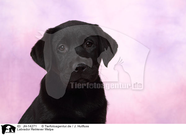 Labrador Retriever Welpe / Labrador Retriever Puppy / JH-14271