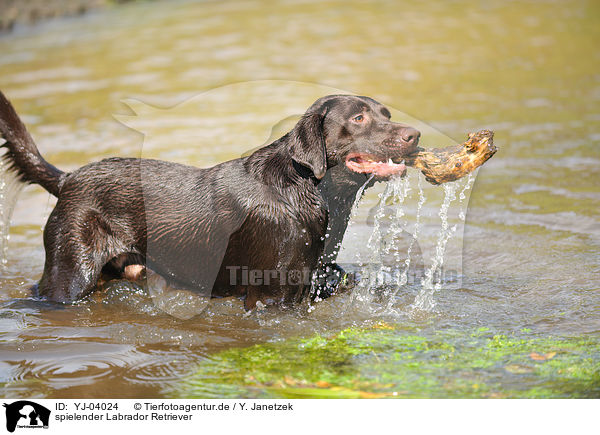 spielender Labrador Retriever / playing Labrador Retriever / YJ-04024