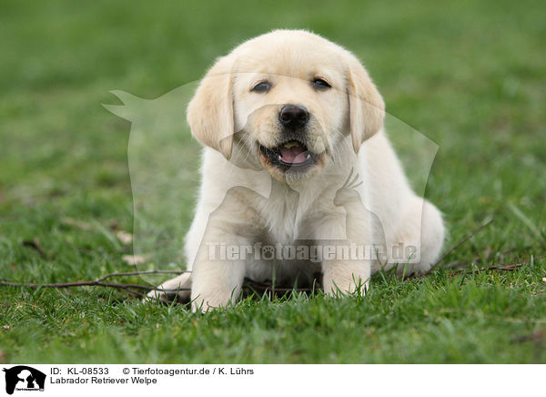 Labrador Retriever Welpe / Labrador Retriever Puppy / KL-08533