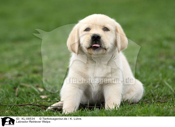 Labrador Retriever Welpe / Labrador Retriever Puppy / KL-08534