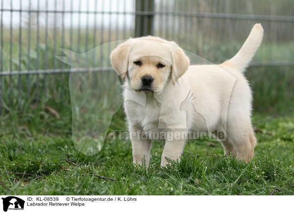 Labrador Retriever Welpe / Labrador Retriever Puppy / KL-08539
