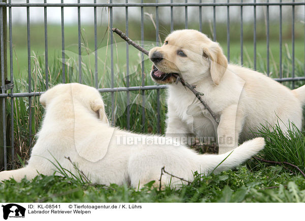 Labrador Retriever Welpen / Labrador Retriever Puppies / KL-08541