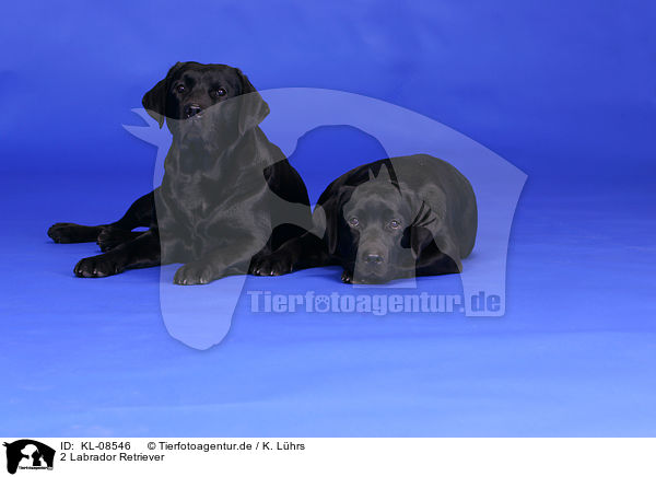2 Labrador Retriever / 2 Labrador Retrievers / KL-08546