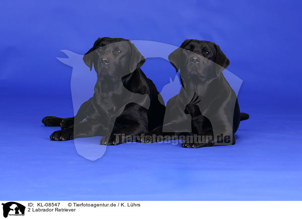 2 Labrador Retriever / 2 Labrador Retrievers / KL-08547
