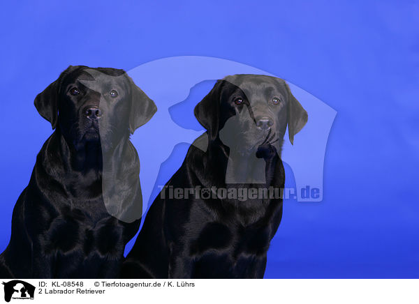 2 Labrador Retriever / 2 Labrador Retrievers / KL-08548