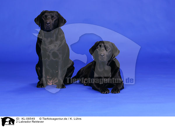 2 Labrador Retriever / 2 Labrador Retrievers / KL-08549