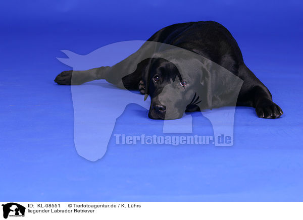 liegender Labrador Retriever / lying Labrador Retriever / KL-08551