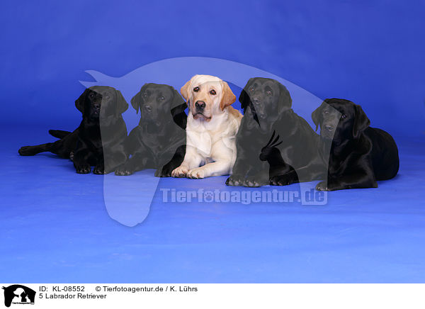 5 Labrador Retriever / 5 Labrador Retrievers / KL-08552