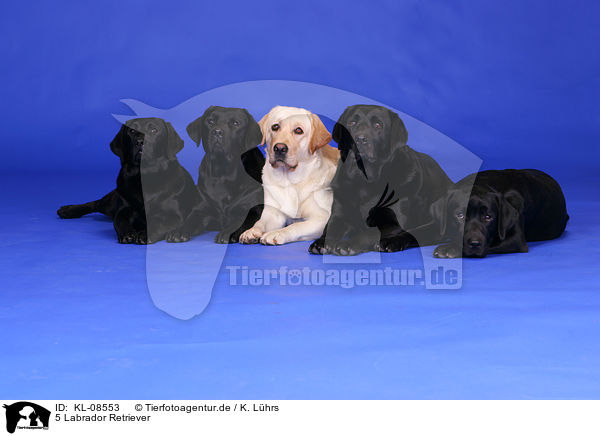 5 Labrador Retriever / 5 Labrador Retrievers / KL-08553